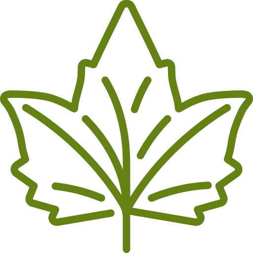 maple leaf