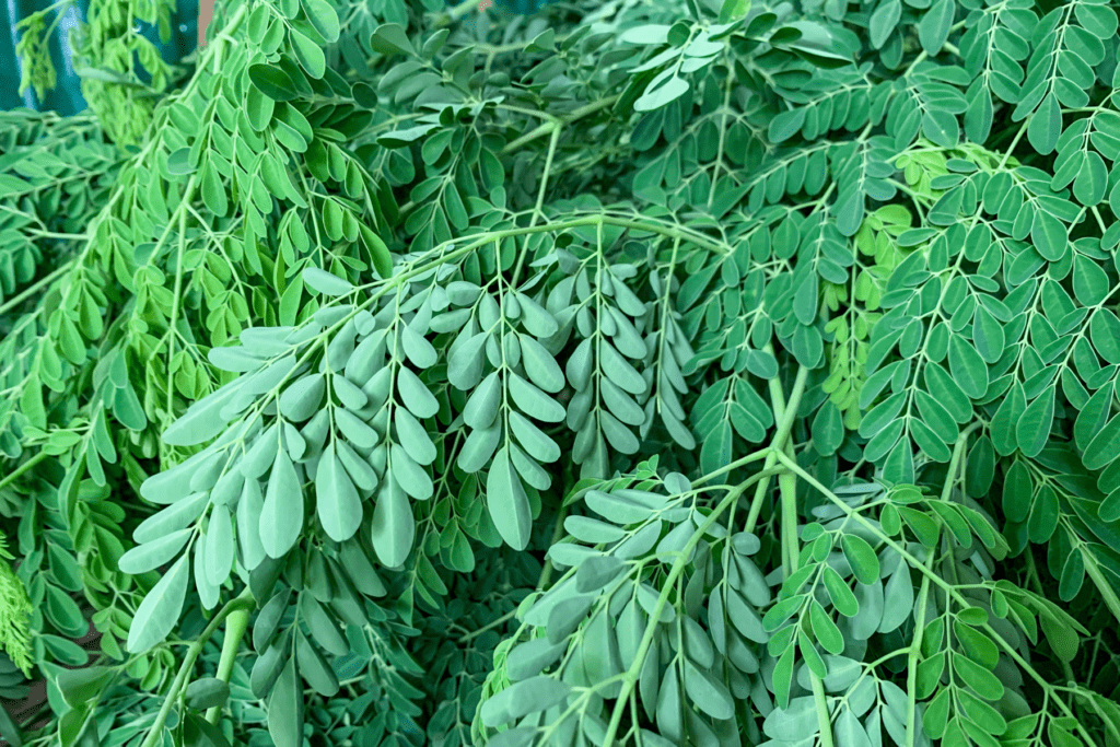 Moringa Tree